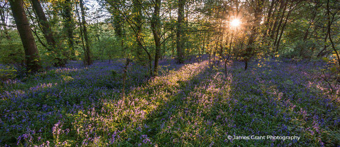 Bow wood 2