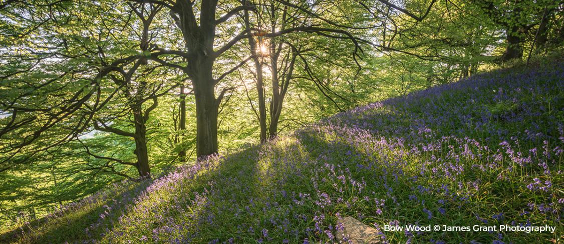 Bow wood