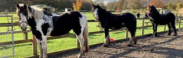 3 horses 1561276813