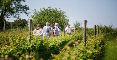 Amber Valley Vineyard 2