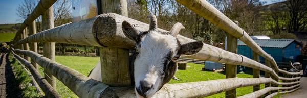 Rosie Goat