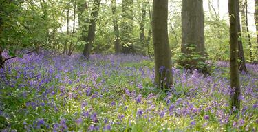 Bluebell Woods