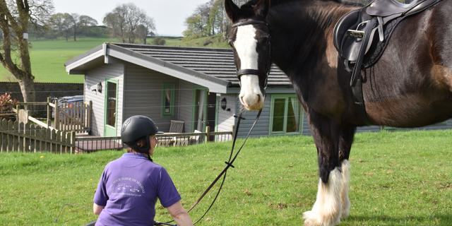 Hoe Grange horse daisybank