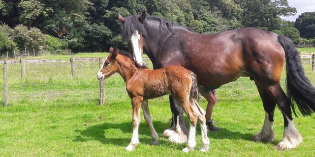 Horses at the Farm