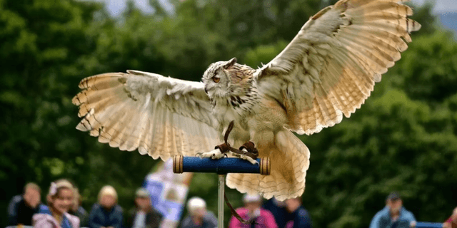 Ipstones Agricultural Show