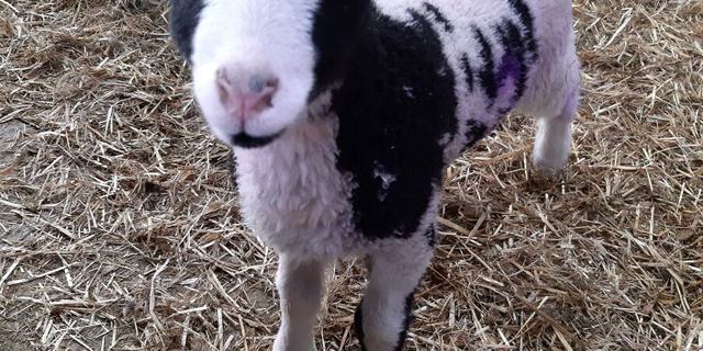 Jacob Lamb