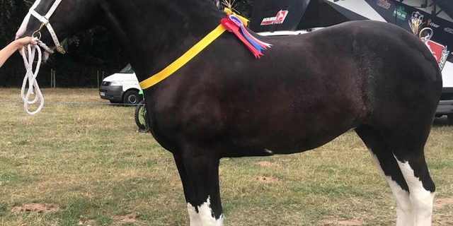 Picture Shire Horse