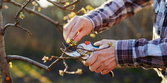 Pruning and Grafting Mar 25