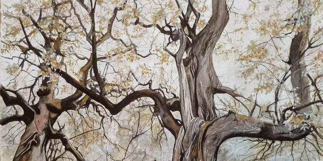 Sketching Trees