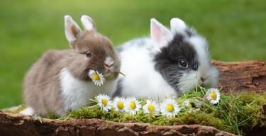 VPDD Easter Rabbits