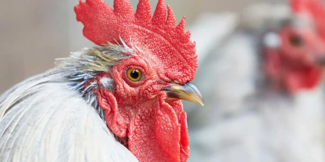 Keeping chickens 1920x920