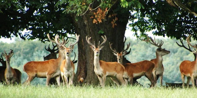 Red deer park 1920x920