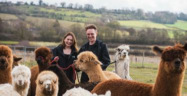 Couple Brackenfield Alpacas walk 4 1 472063179