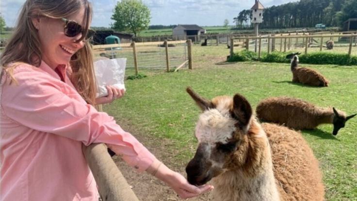 Alpaca