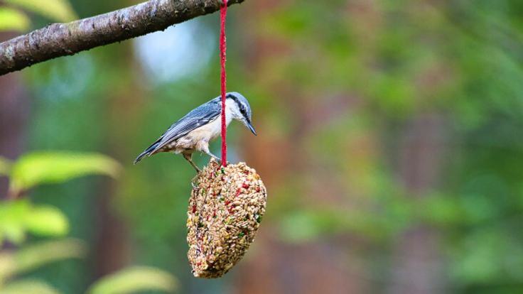Bird feeder