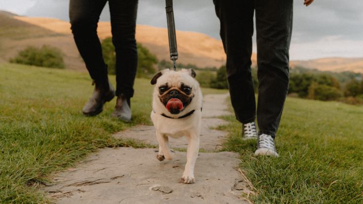 Dog friendly