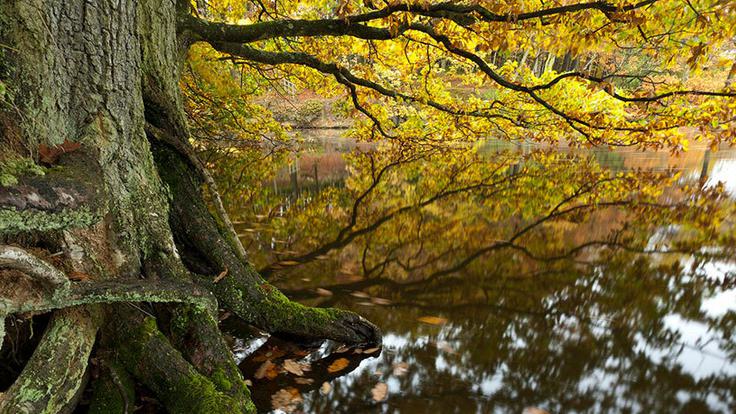 Linacre Autumn 11 366797561