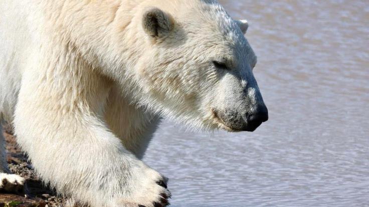 Peak Wildlife May