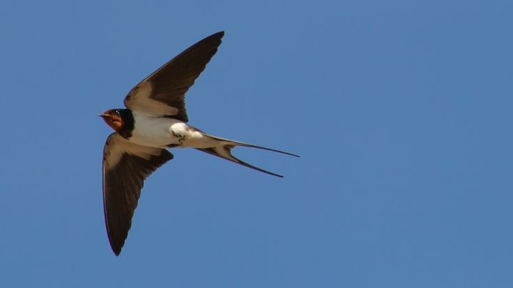 Swallow