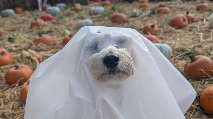 Halloween Week at Thornbridge Hall