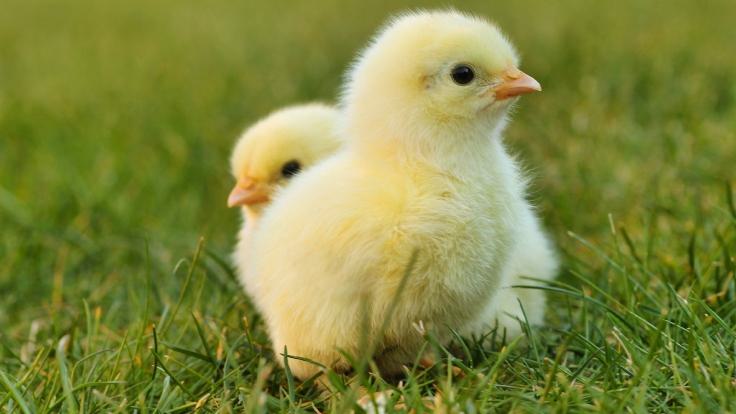 VPDD Easter Chicks