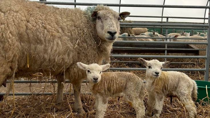 VPDD Easter National Forest Adv Farm