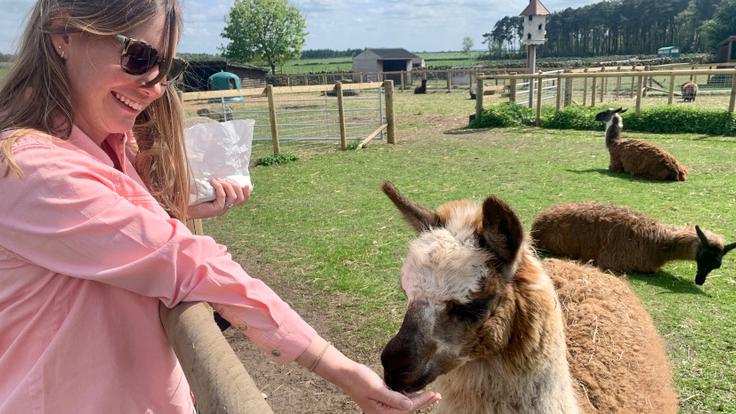 Alpaca feeding Matlock Farm Park
