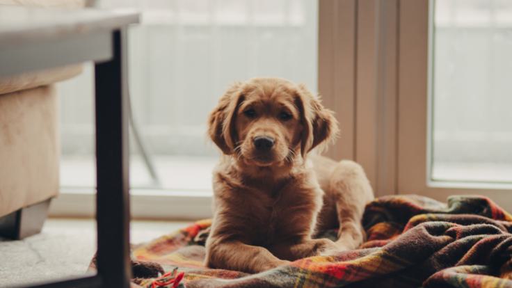 Dog friendly places